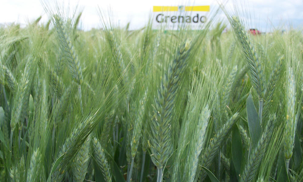 DANKO зернові культури рослинництво виведення жита пшениці тритикале вівса гороху бобових віки люцерни трав плевела фелустоліум в Польщі