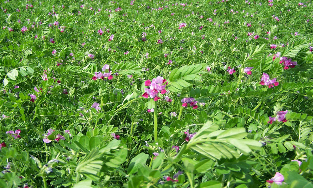 DANKO зернові культури рослинництво виведення жита пшениці тритикале вівса гороху бобових віки люцерни трав плевела фелустоліум в Польщі