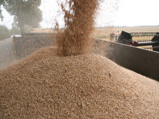 DANKO зернові культури рослинництво виведення жита пшениці тритикале вівса гороху бобових віки люцерни трав плевела фелустоліум в Польщі