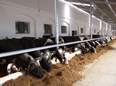 DANKO зернові культури рослинництво виведення жита пшениці тритикале вівса гороху бобових віки люцерни трав плевела фелустоліум в Польщі